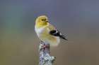 American goldfinch transitioning from winter to breeding plumage, Kentucky Art Print